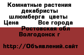 Комнатные растения, декабристы (шлюмберга) цветы › Цена ­ 300 - Все города  »    . Ростовская обл.,Волгодонск г.
